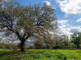 Obraz premium tree in bloom, Oak forest near Alonim, Israel