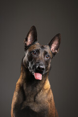 portrait of a Belgian Malinois dog on a gray background