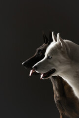 portrait of a dog of the white husky and belgian malinois breed on a gray background