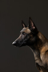 portrait of a Belgian Malinois dog on a gray background