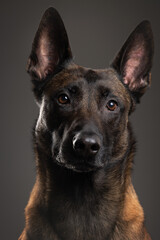 portrait of a Belgian Malinois dog on a gray background