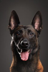 portrait of a Belgian Malinois dog on a gray background