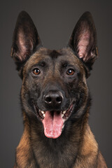 portrait of a Belgian Malinois dog on a gray background