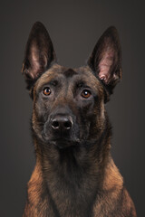 portrait of a Belgian Malinois dog on a gray background