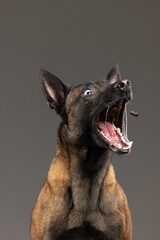 portrait of a Belgian Malinois dog on a gray background