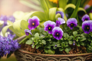Frühlingsblumen, Stiefmütterchen und Hyazinthen