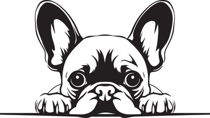 Peeking French bulldog face, Dog head, isolated on a white background, Vector, Illustration