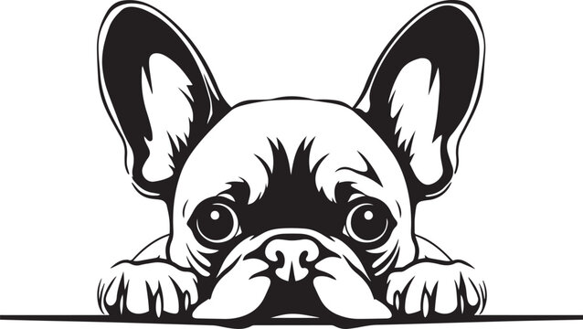 Peeking French bulldog face, Dog head, isolated on a white background, Vector, Illustration