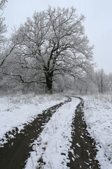 dirt road in winter forest - 709837871