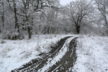 dirt road in winter forest - 709837880