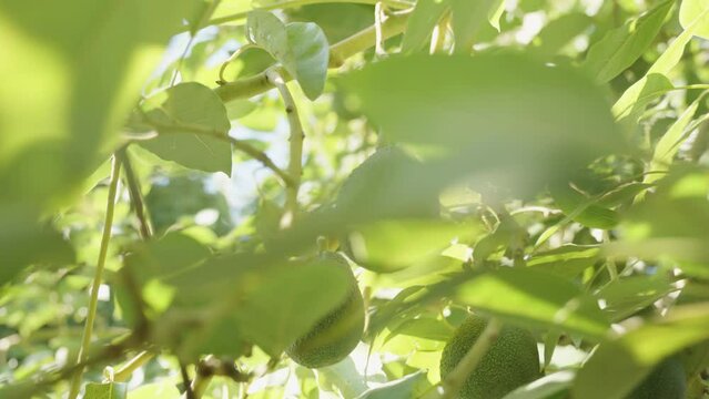 Close-up of an avocado on the tree, surrounded by dense foliage and bathed in sunlight.