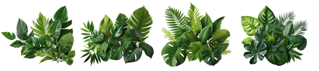  Collection of green leaves of tropical plants bush (Monstera, palm, rubber plant, pine, bird's nest fern). PNG, cutout, or clipping path.   © Transparent png
