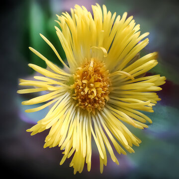 Yellow flower close up. Square image.
