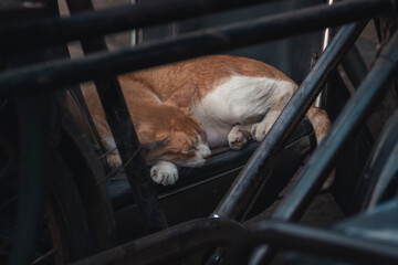 Street cat soundly asleep between bicycles in the busy streets of Mumbai