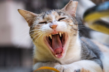 Feline cat yawning and laying on a yellow taxi in Mumbai