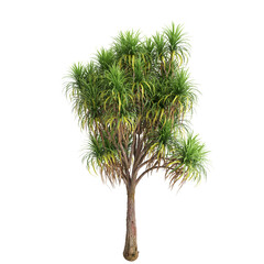 3d illustration of Cordyline australis tree isolated on transparent background