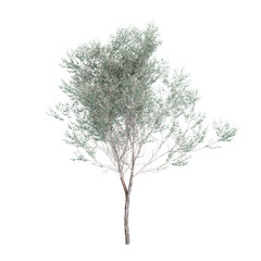 3d illustration of Eucalyptus polyanthemos tree isolated on transparent background