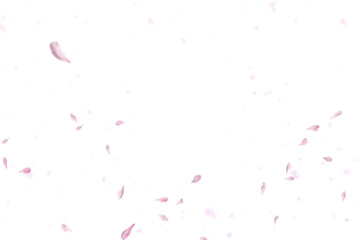 White rose collection set of petals isolated on a transparent background. Flower petals png. Floating pink rose petal. Love valentines day postcard