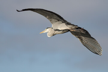 Heron in flight closeup