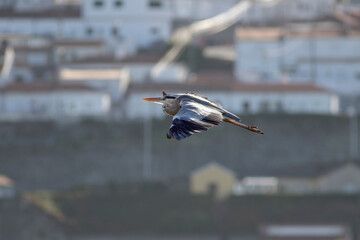Douro river heron in flight