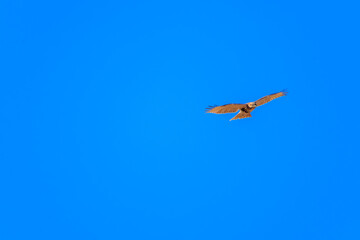 飛翔する美しいノスリ（タカ科）。

日本国栃木県栃木市、渡良瀬遊水地にて。
ラムサール条約登録地。
2024年1月7日撮影。

Beautiful Eastern Buzzard (Buteo japonicus, family comprising hawks) in flight.

At WATARASE Retarding Basin, Tochigi, Japan,
Ramsar Con