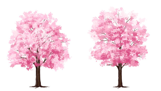 pink cherry tree, Vertor set of spring blossom tree,bloomimg plants side view for landscape elevation and section,eco environment concept design,watercolor sakura illustration,colorful season
