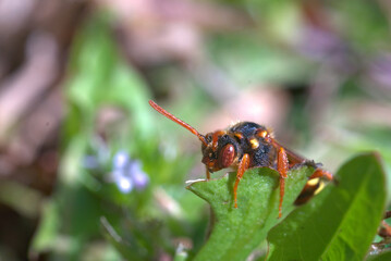 a red and brown beetle on a green leaf