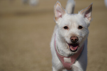 Close-up of face of mixed breed dog with white fur