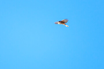 飛翔する美しいハイタカ（タカ科）。

日本国栃木県栃木市、渡良瀬遊水地にて。
ラムサール条約登録地。
2024年1月7日撮影。

A beautiful Sparrowhawk (Accipiter nisus family comprsing hawks) in flight.

At WATARASE Retarding Basin, Tochigi, Japan,
Ramsar Conven