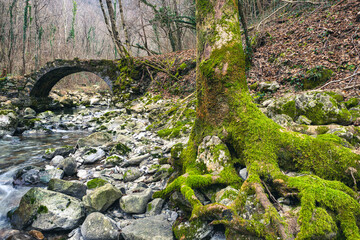 Mossy tree roots with an antique Roman bridge in background. Beautiful historical ruins inside a forest. Stremiz village, Faedis, Udine province, Italy
