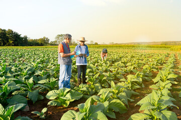 new generation farmer holds digital tablet,talking to mature man researcher that holds a document,standing in cultivation of tobacco,a worker working in farm,research and innovation,modern agriculture - obrazy, fototapety, plakaty