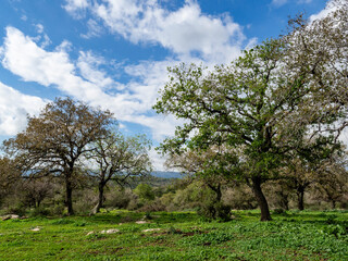 tree in bloom, Oak forest near Alonim, Israel