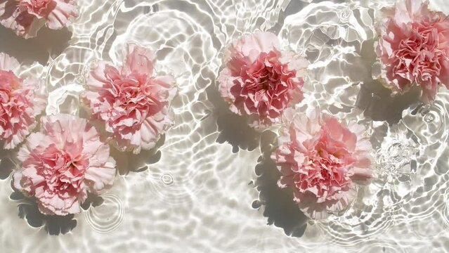 Pink carnation flowers on water surface and falling water drops, waves on white background. Water splash. Pure water with reflections sunlight and shadows. Valentines day texture. High quality 4k 