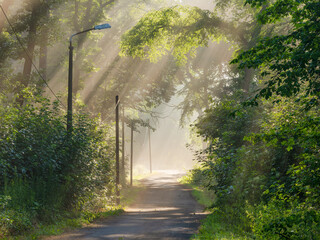 Country Lane through Forest with Sunbeams Shining through Morning Fog