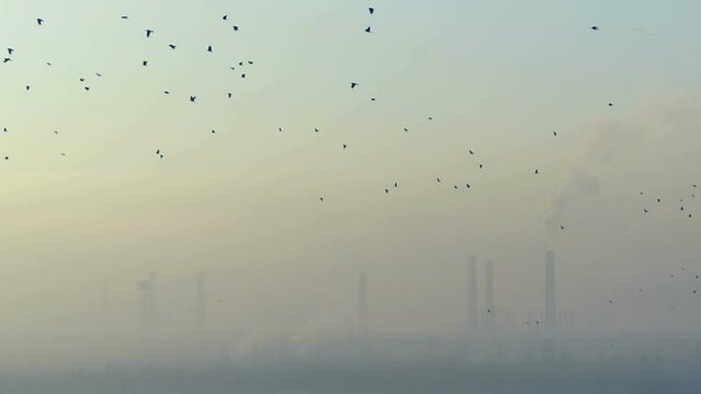 A huge flock of birds flies on a cold winter morning. Industrial landscape of smoking chimneys. Global warming 4K footage.