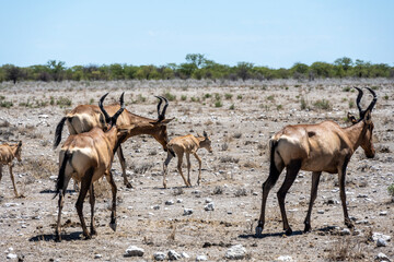 Naklejka na ściany i meble antelopes in natural conditions in a national park in Kenya