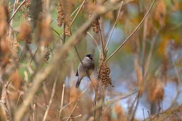 植物を食べていた鳥