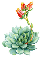 Succulent green flower, echeveria watercolor botanical painting. Floral hand draw Illustrations isolated  background
