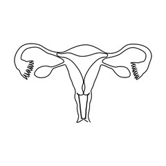 Continuous single one line drawing Uterus and ovaries, organs of female reproductive system and women's day conpect  vector art illustration