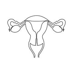 Continuous single one line drawing Uterus and ovaries, organs of female reproductive system and women's day conpect  vector art illustration
