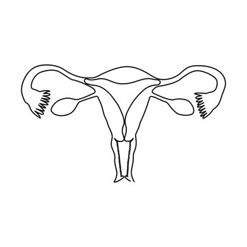 Continuous single one line drawing Uterus and ovaries, organs of female reproductive system and women's day conpect  vector art illustration