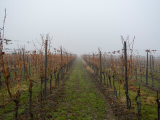 autumn vineyards in the mist