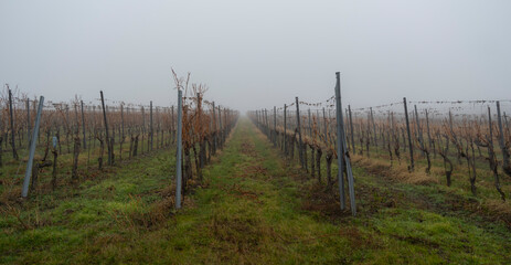 Obraz premium autumn vineyards in the mist