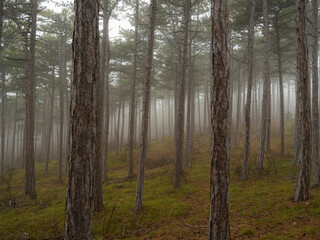 Fototapeta premium misty autumn forest in the morning 