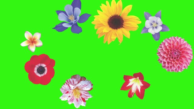 Animation of flowers on green screen, graphic source element