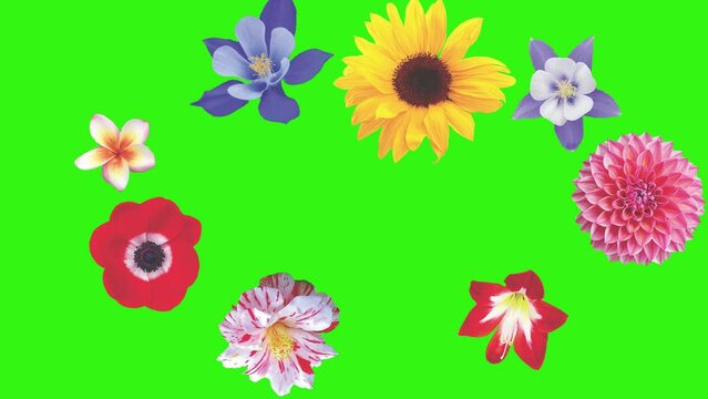 Animation of flowers on green screen, graphic source element