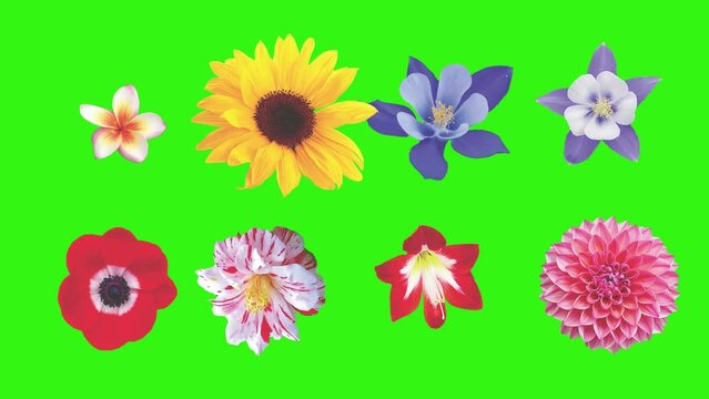 Animation of flowers on green screen, graphic source element