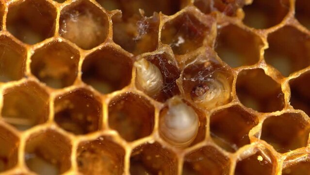 Bee wax moth. Once the wax moth eggs hatch the larvae immediately start burrowing through the comb of the hive and line the resulting tunnels with a silken web