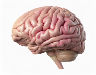 Human brain isolated on a white background. 3D rendering, 3D illustration, photorealism.