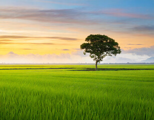 Minimalist landscape with single tree at sunrise in rice fields